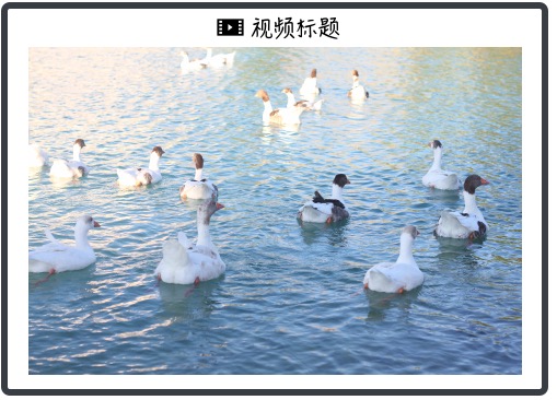 蓝鲸直播